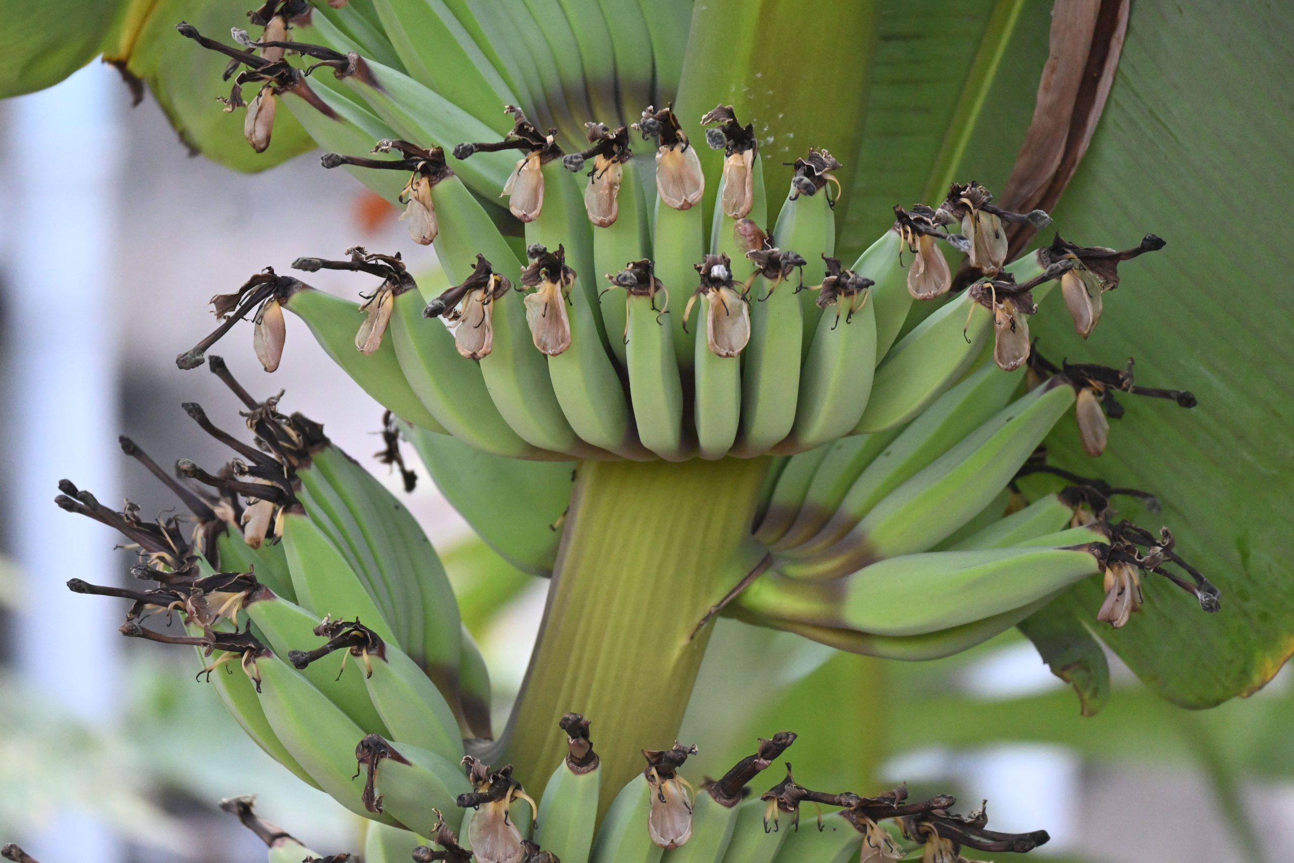 Avoir des bananes sur un bananier