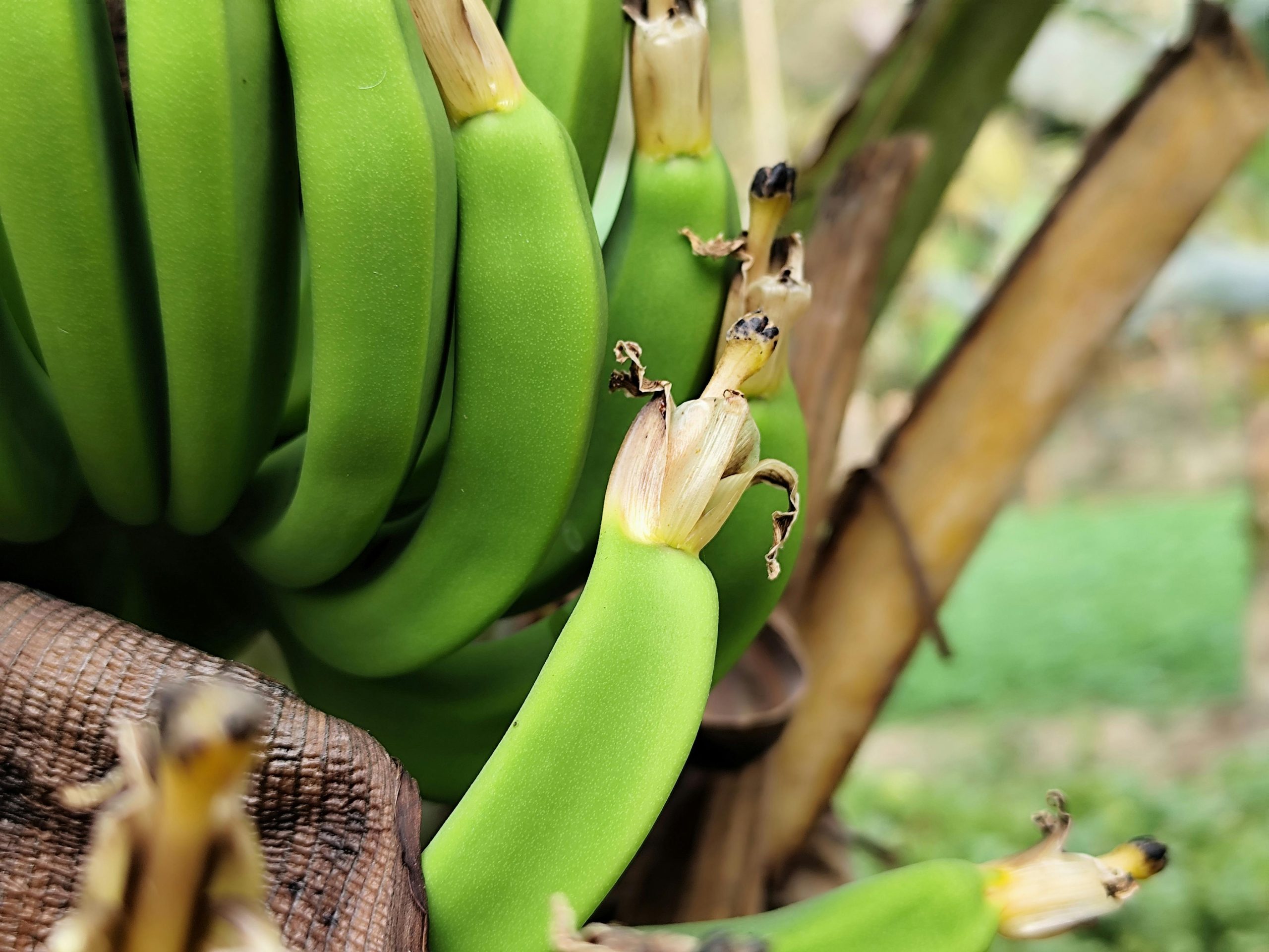 Culture des bananes sur bananier
