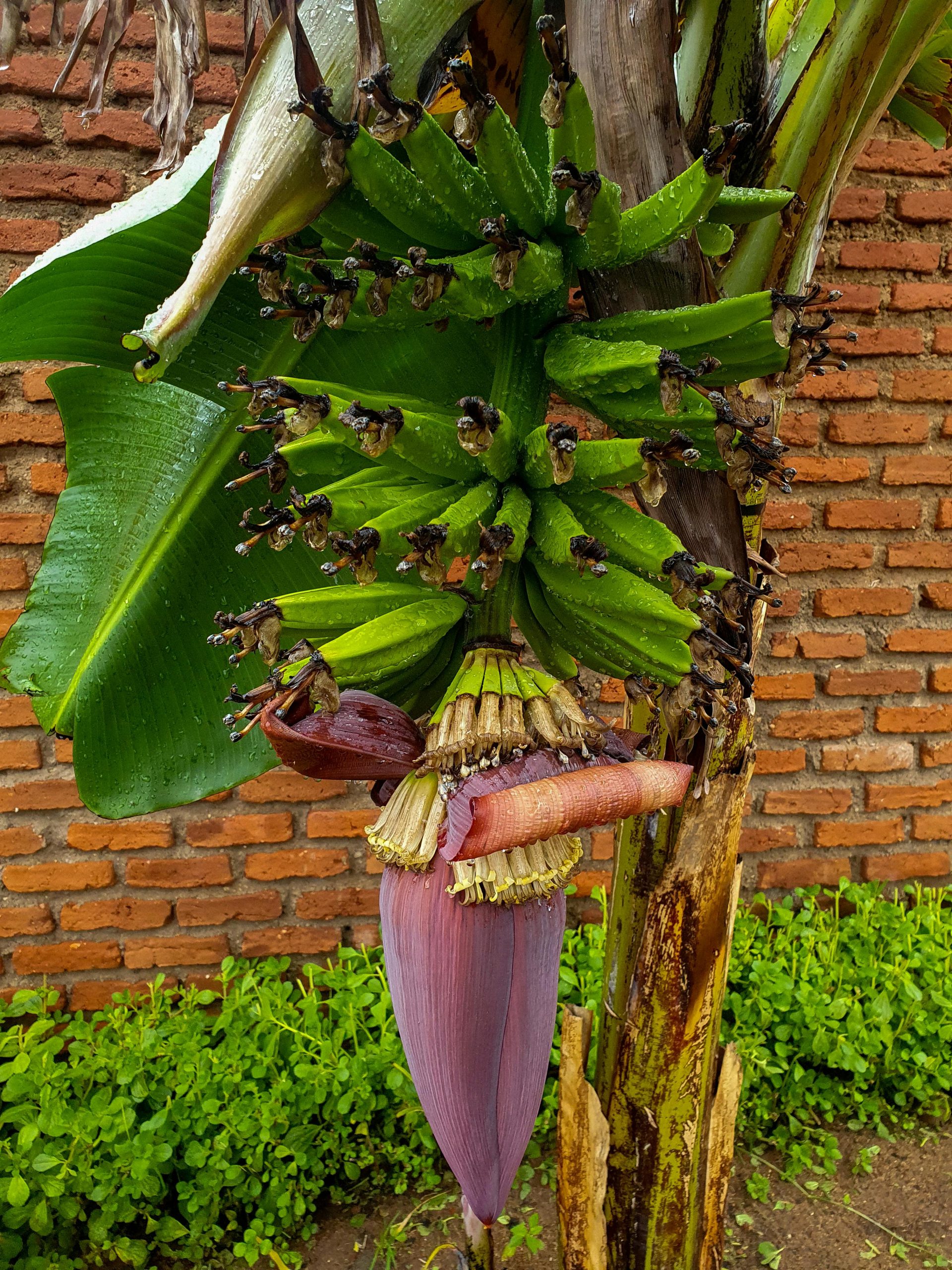 Guide de culture des bananes sur bananier