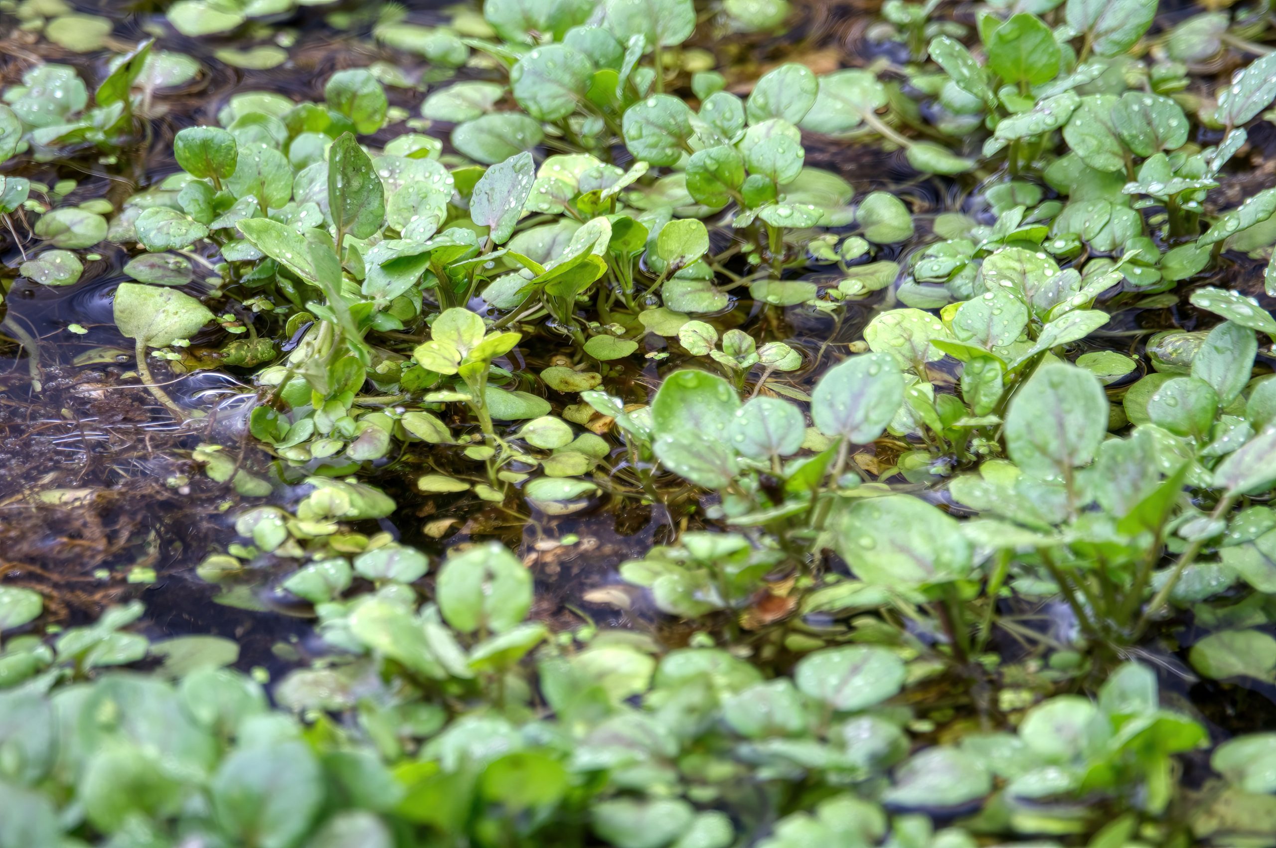 Aquarium déjà en service avec plantes