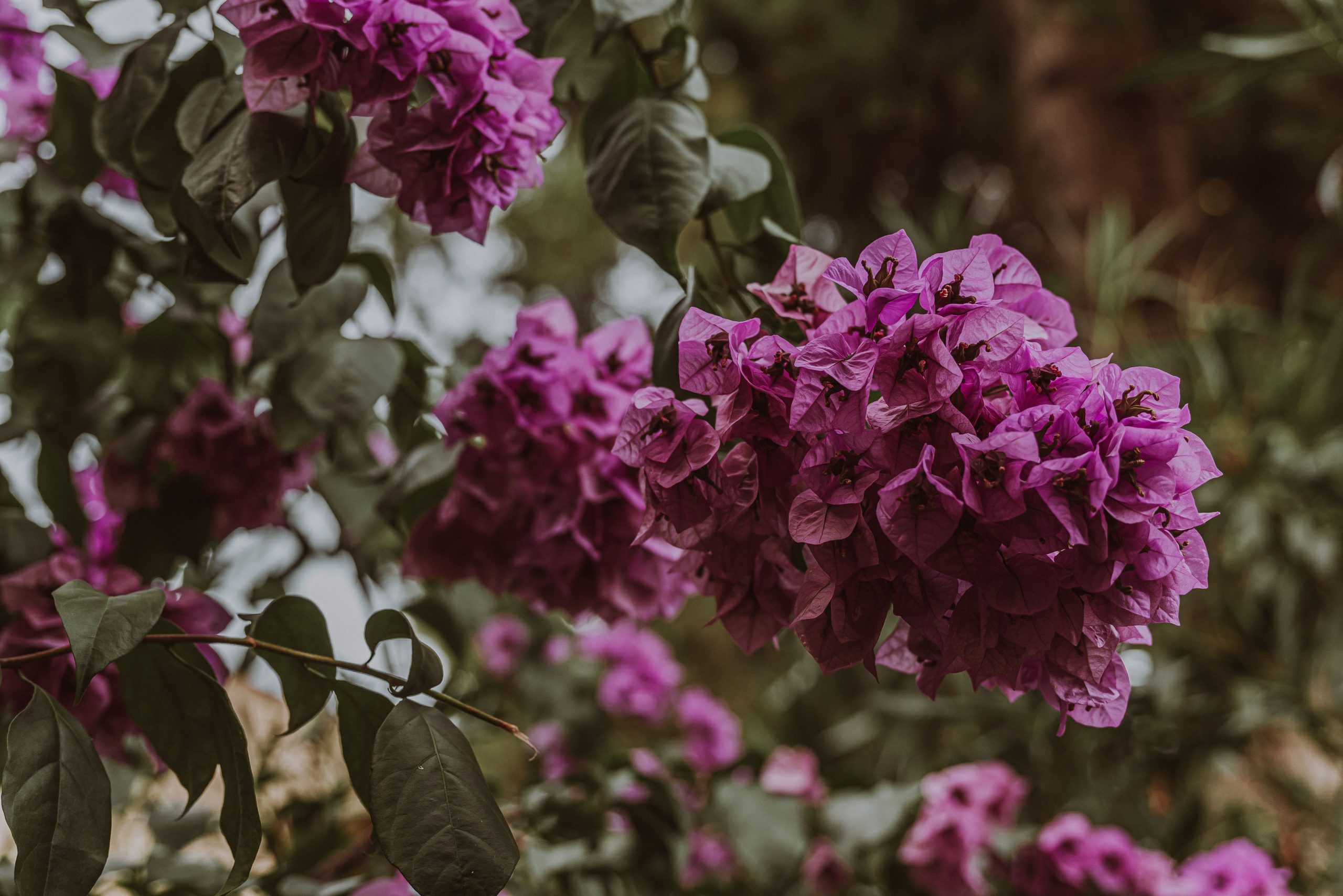 Méthode efficace de revitalisation du bougainvillier