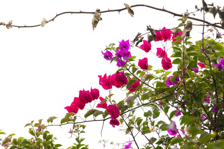 Comment faire revivre un bougainvillier ?