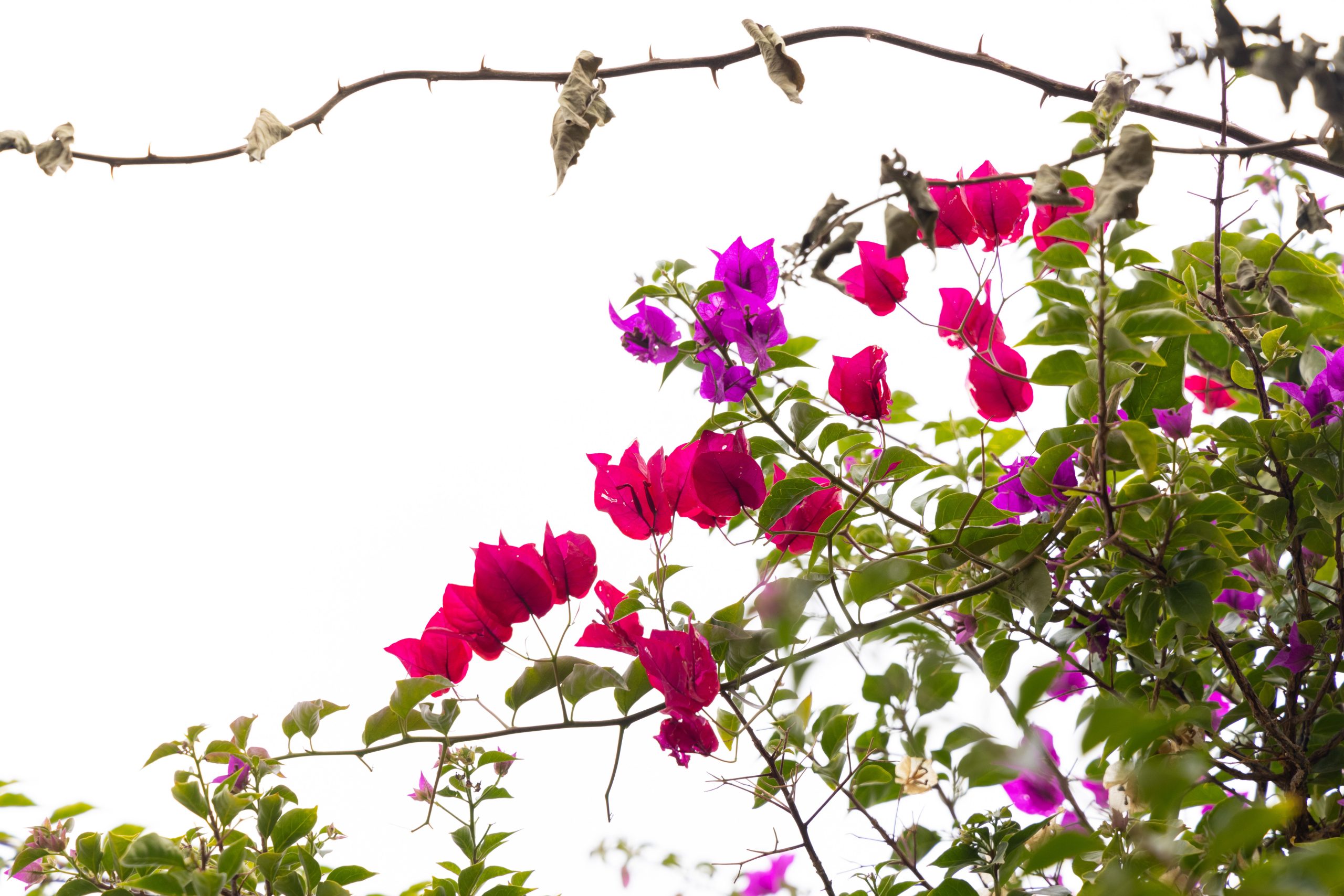 Bougainvillier en mauvais état