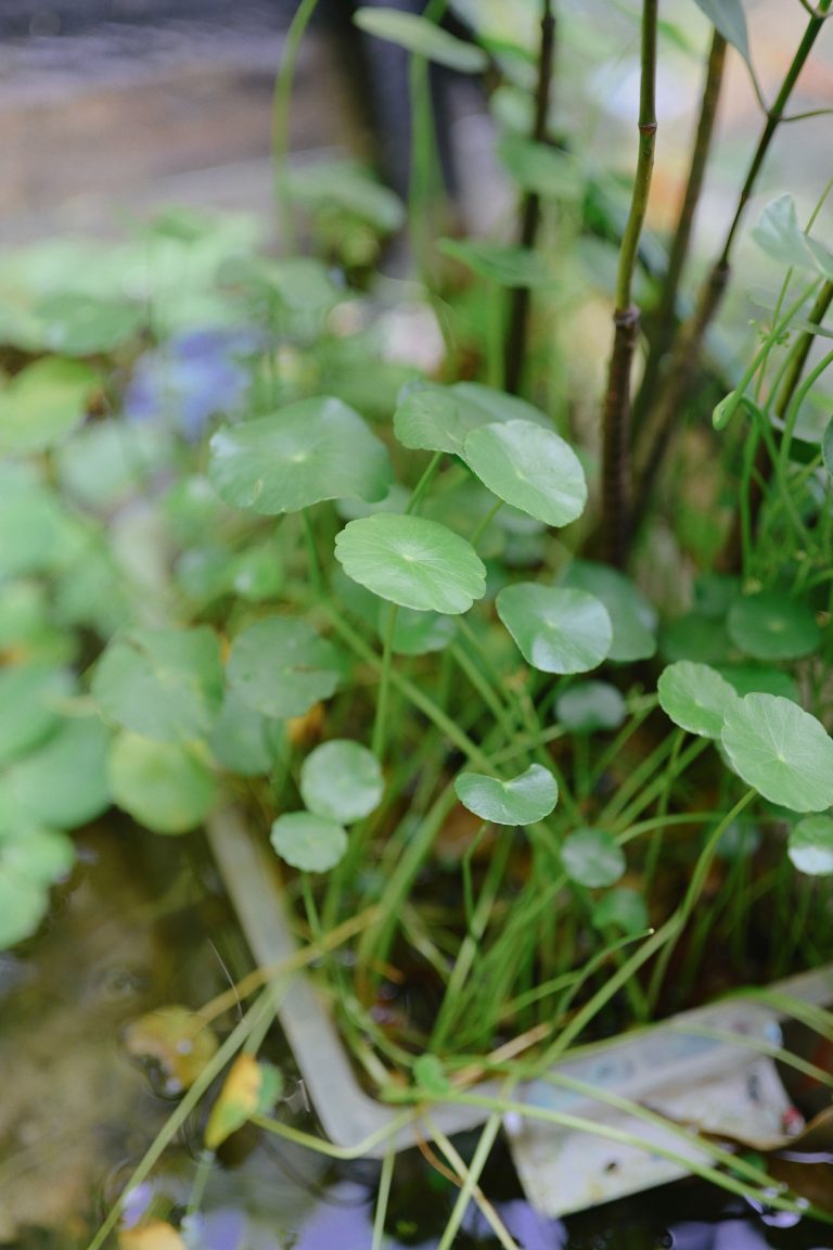 Comment planter dans un aquarium déjà en service ?
