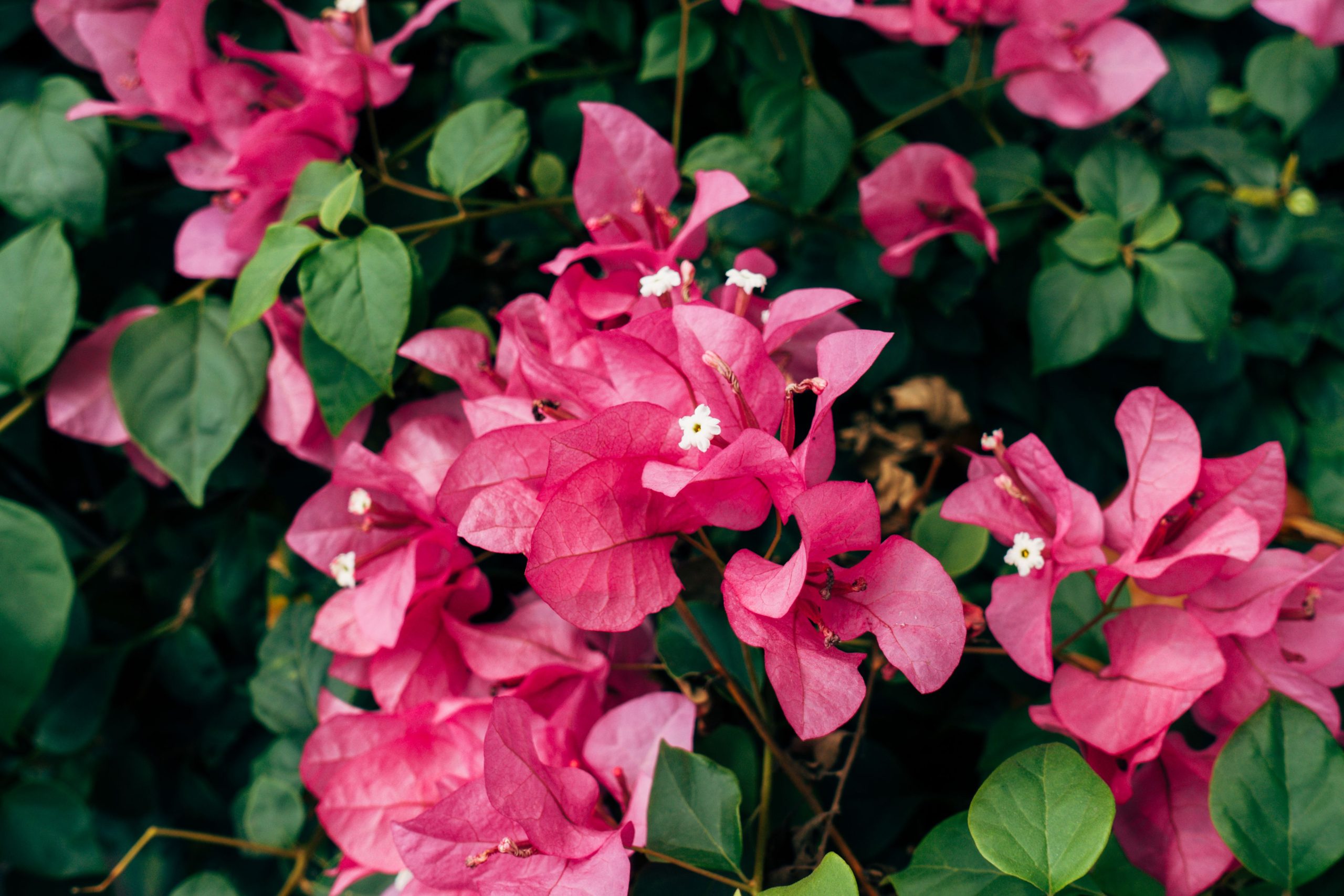 Astuces pratiques pour faire revivre un bougainvillier