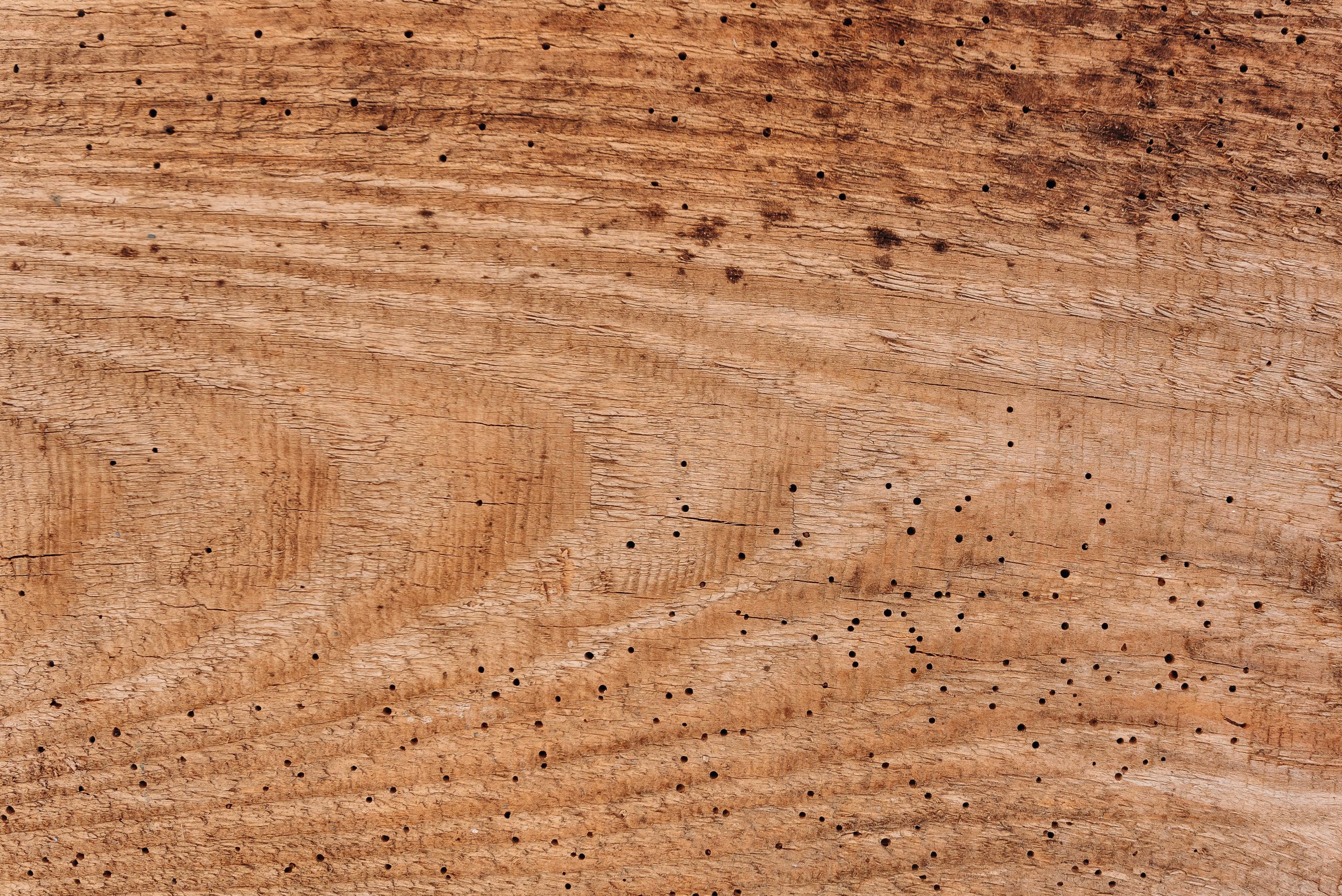 Texture bois naturelle avec galeries de vrillettes