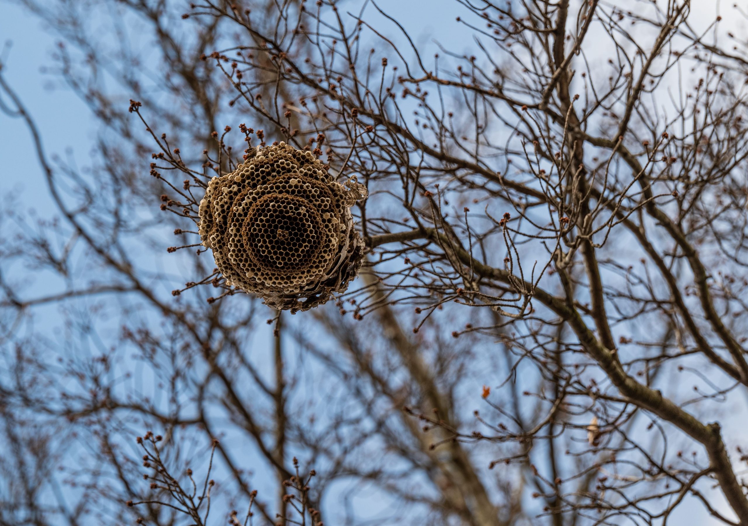 Nid de frelons accroché à un arbre nu