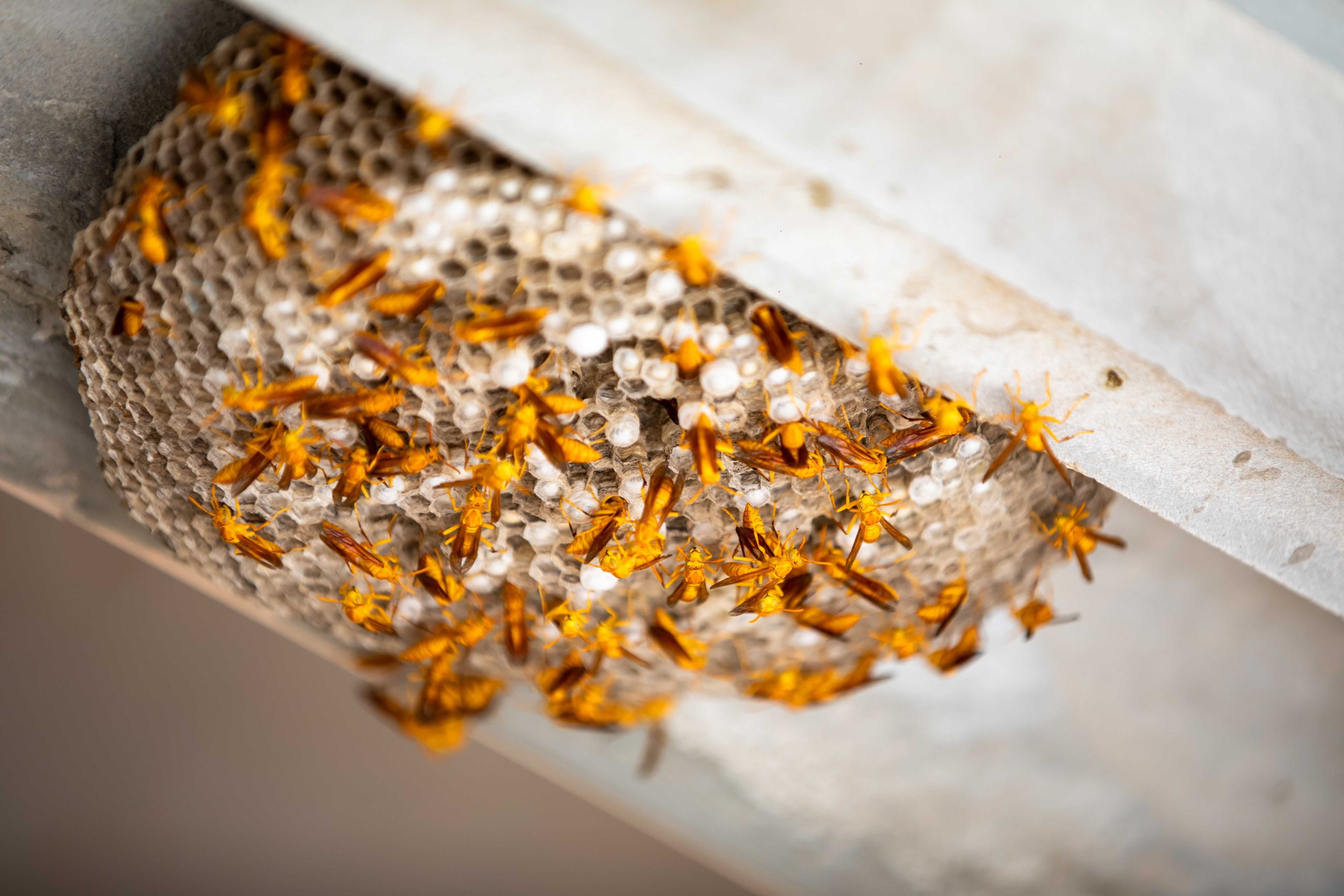 Nid de frelons actif sous une toiture