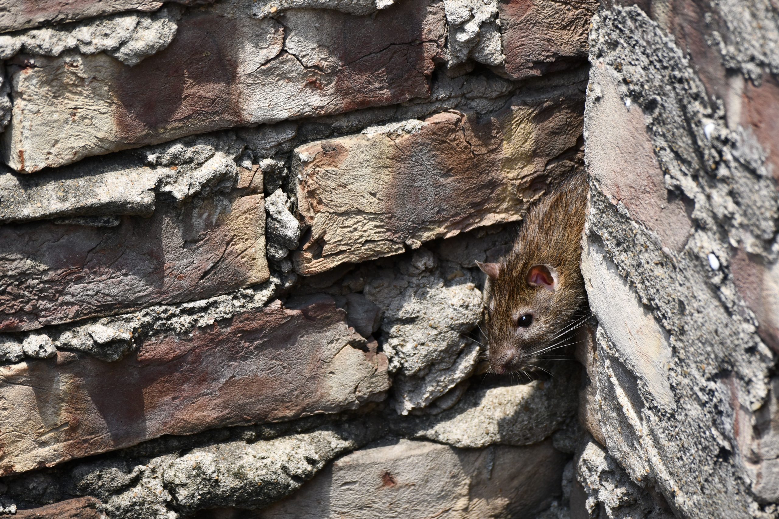 Rat gris sortant d'un mur en brique