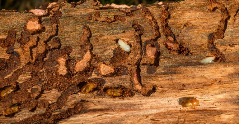 Comment savoir si les vrillettes sont encore actives dans ton bois ?